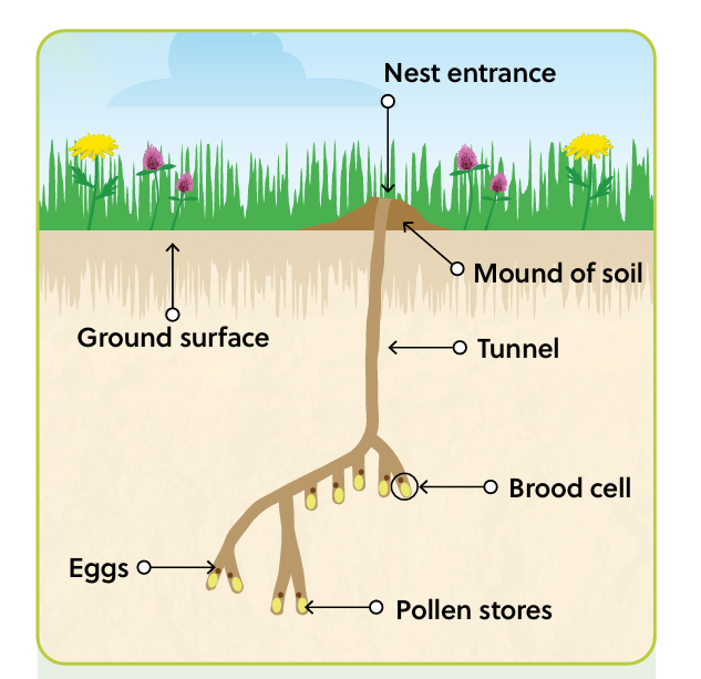 Why Solitary Bees Need Our Support