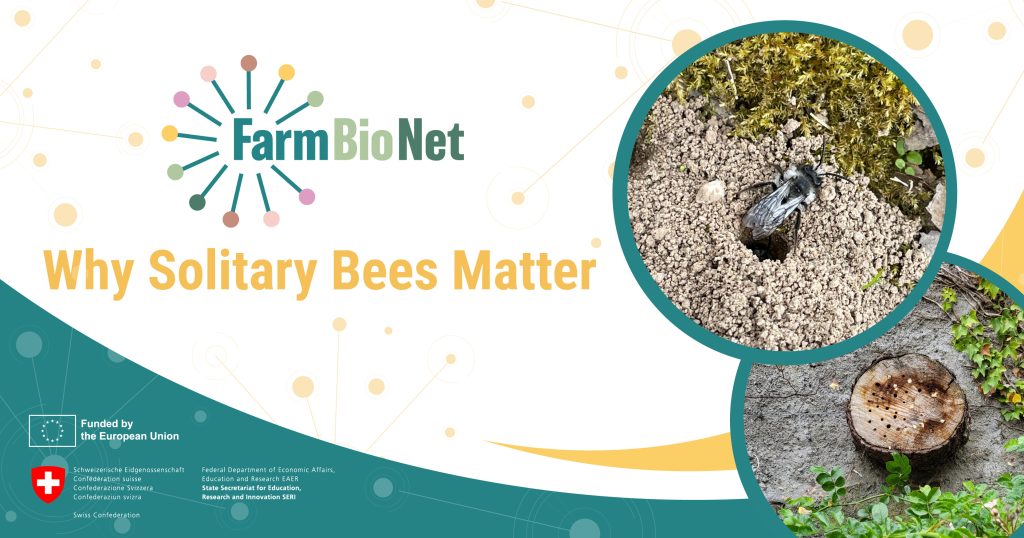 Why Solitary Bees Need Our Support